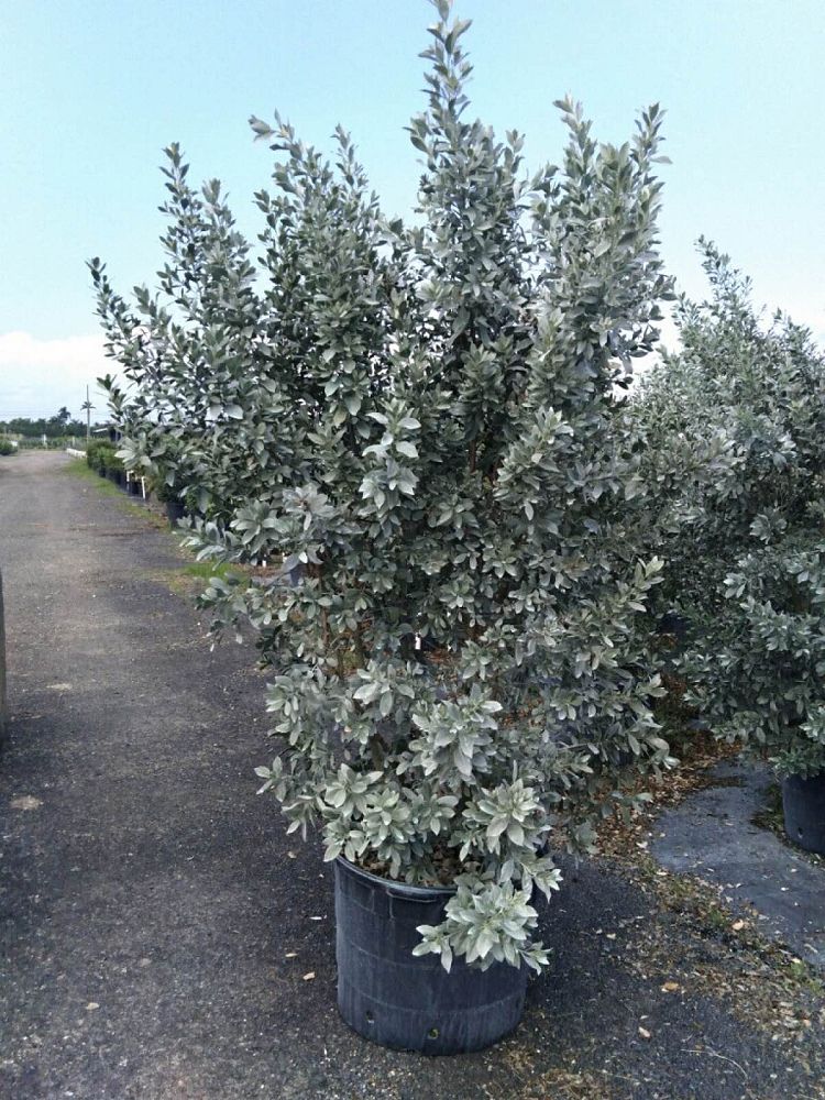 conocarpus-erectus-sericeus-silver-buttonwood