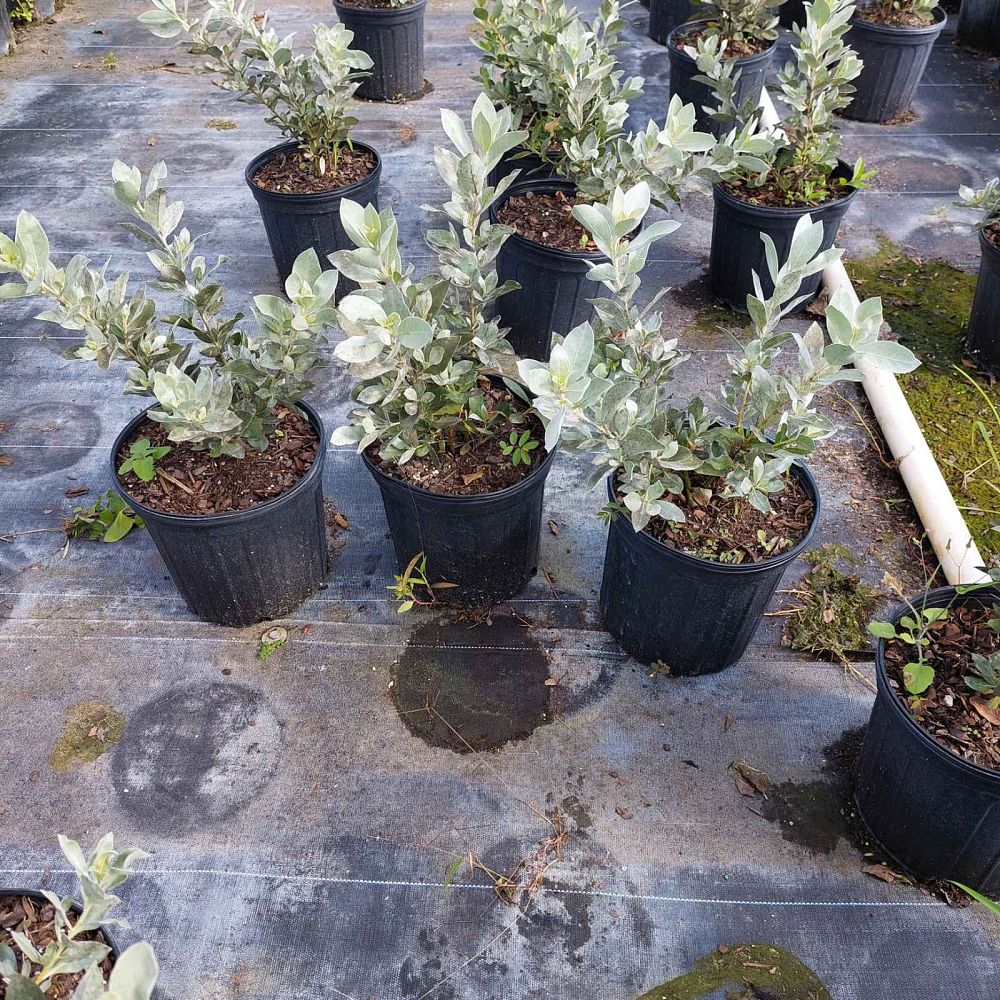 conocarpus-erectus-sericeus-silver-buttonwood