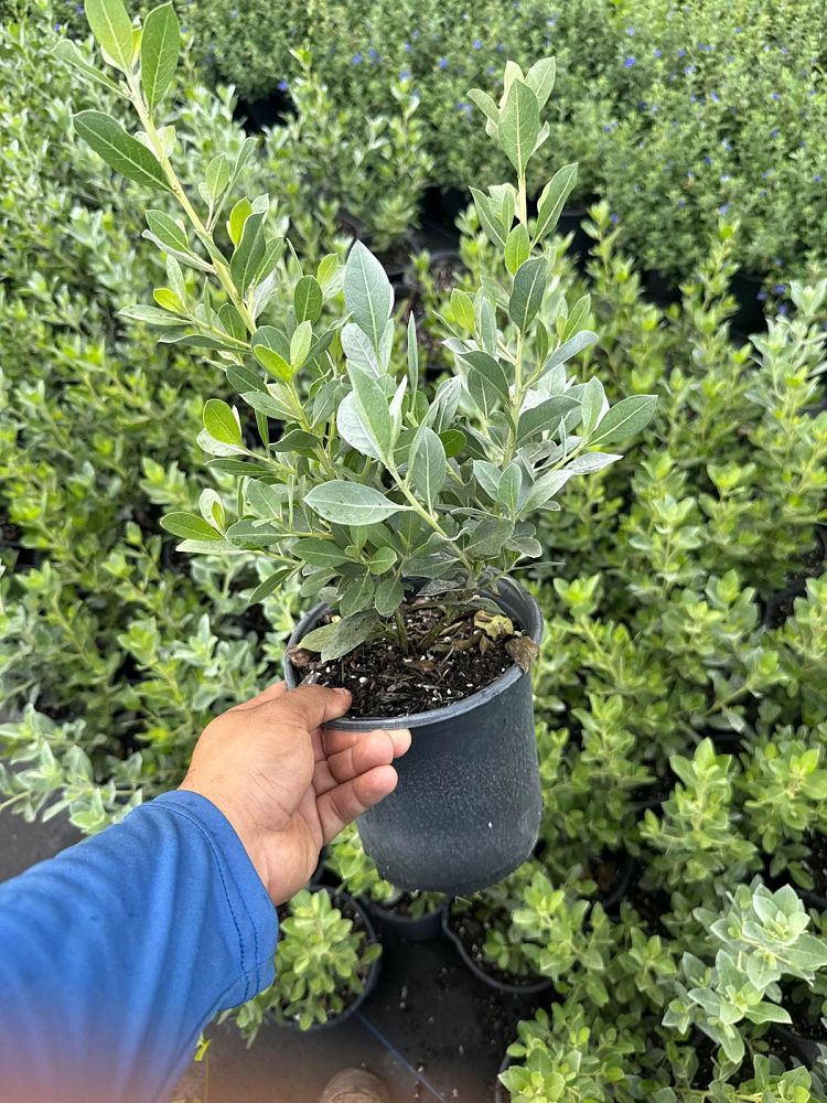 conocarpus-erectus-sericeus-silver-buttonwood