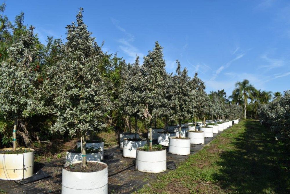 conocarpus-erectus-sericeus-silver-buttonwood