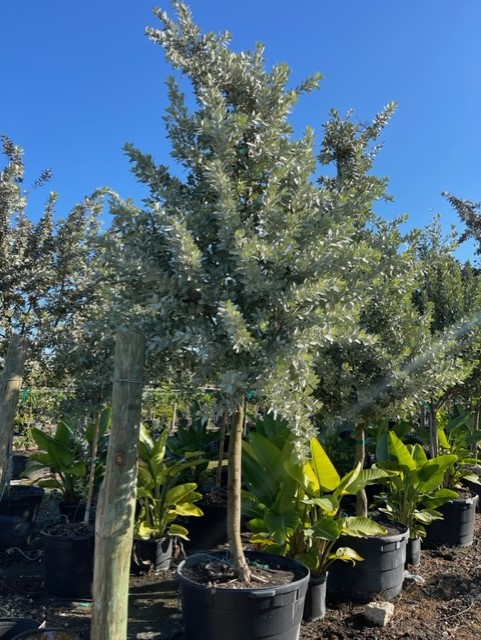 conocarpus-erectus-sericeus-silver-buttonwood
