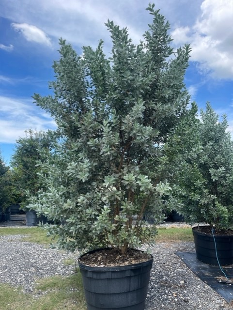 conocarpus-erectus-sericeus-silver-buttonwood
