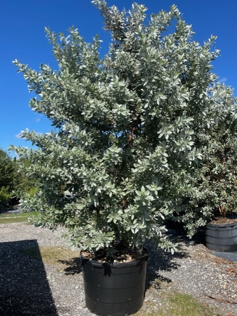 conocarpus-erectus-sericeus-silver-buttonwood
