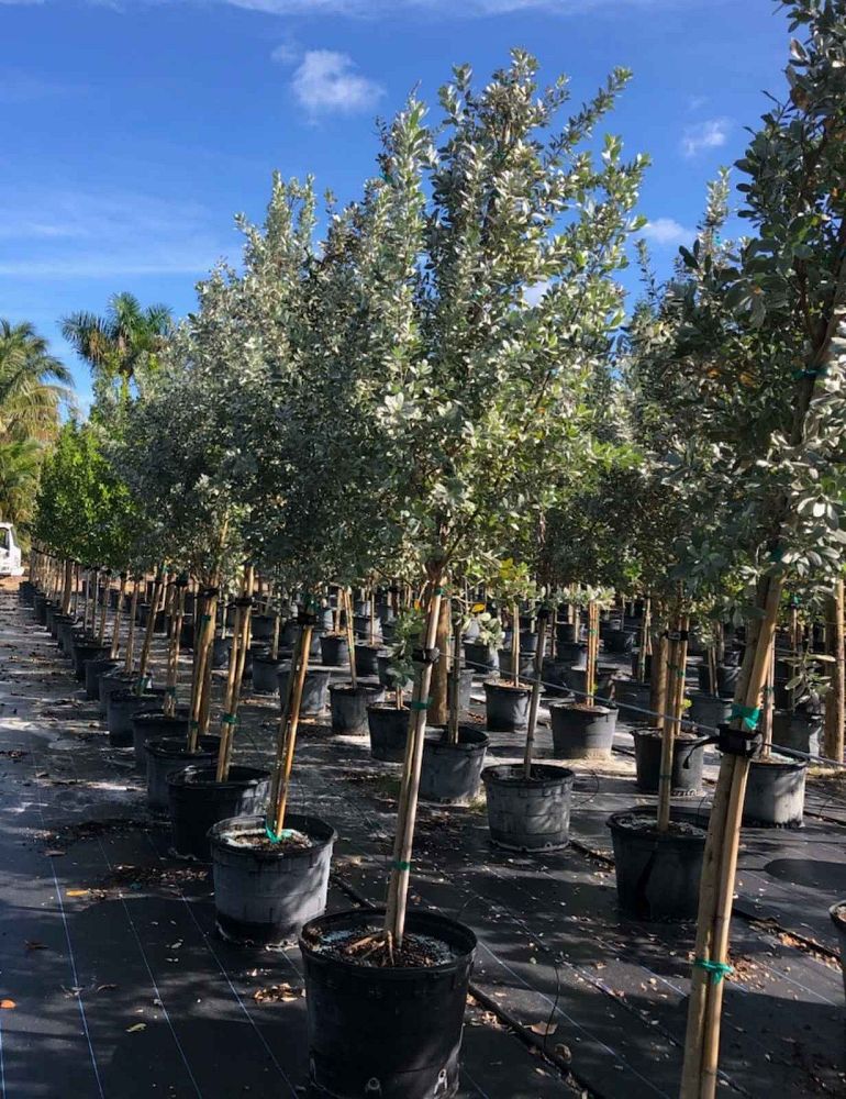 conocarpus-erectus-sericeus-silver-buttonwood