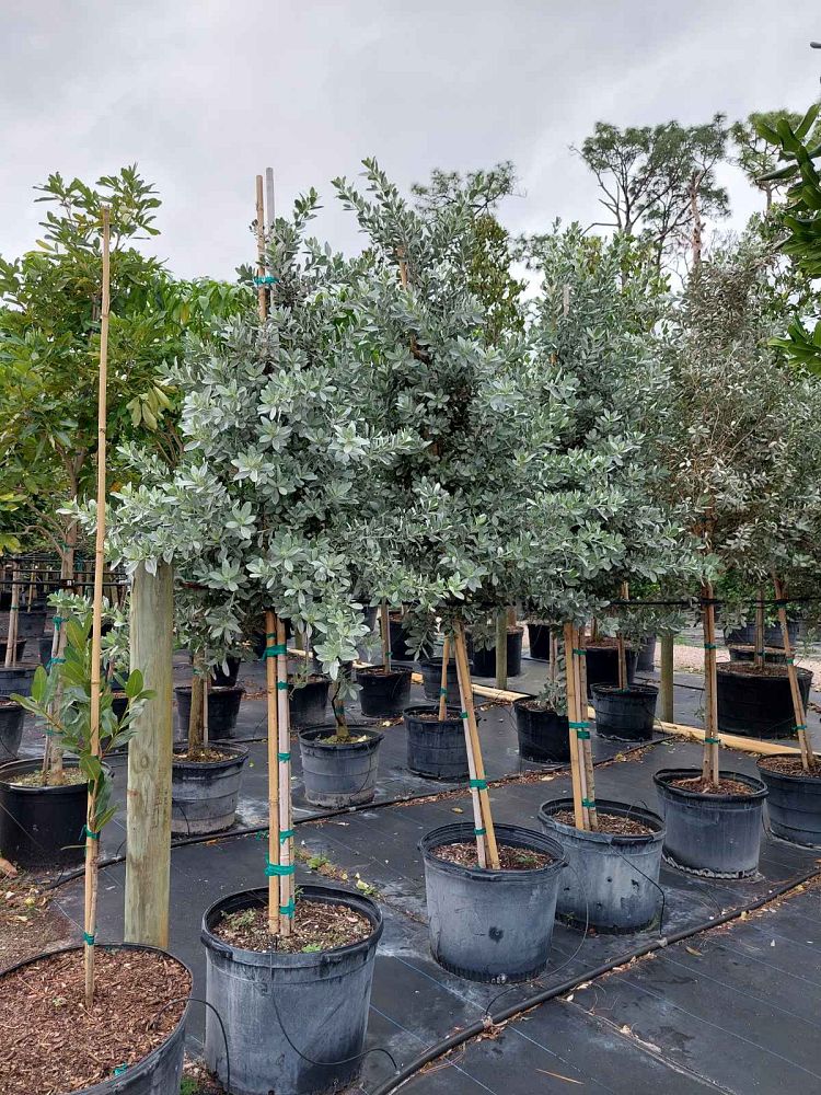 conocarpus-erectus-sericeus-silver-buttonwood