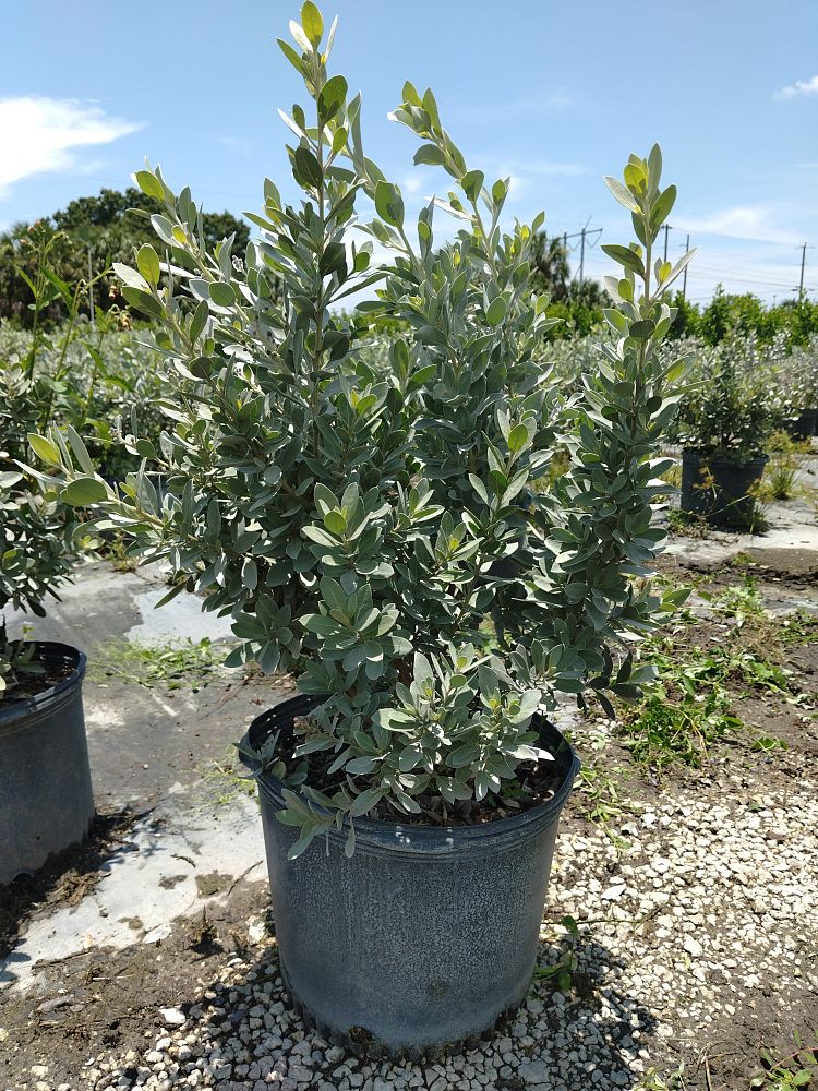 conocarpus-erectus-sericeus-silver-buttonwood