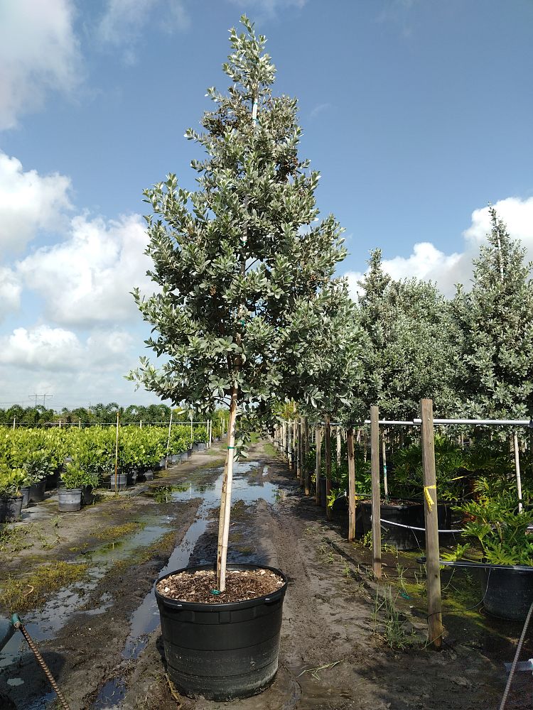 conocarpus-erectus-sericeus-silver-buttonwood