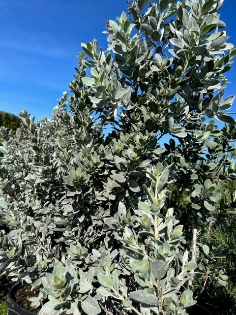 conocarpus-erectus-sericeus-silver-buttonwood