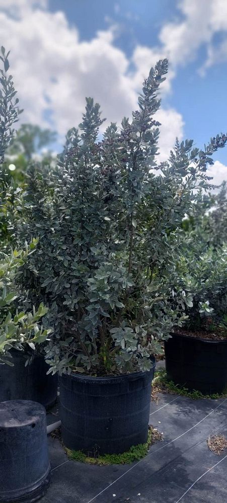 conocarpus-erectus-sericeus-silver-buttonwood