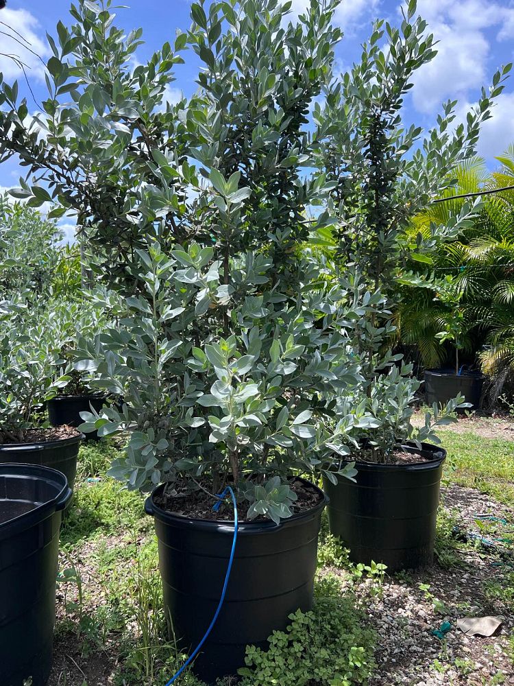 conocarpus-erectus-sericeus-silver-buttonwood