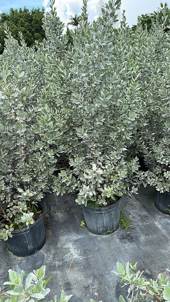 conocarpus-erectus-sericeus-silver-buttonwood