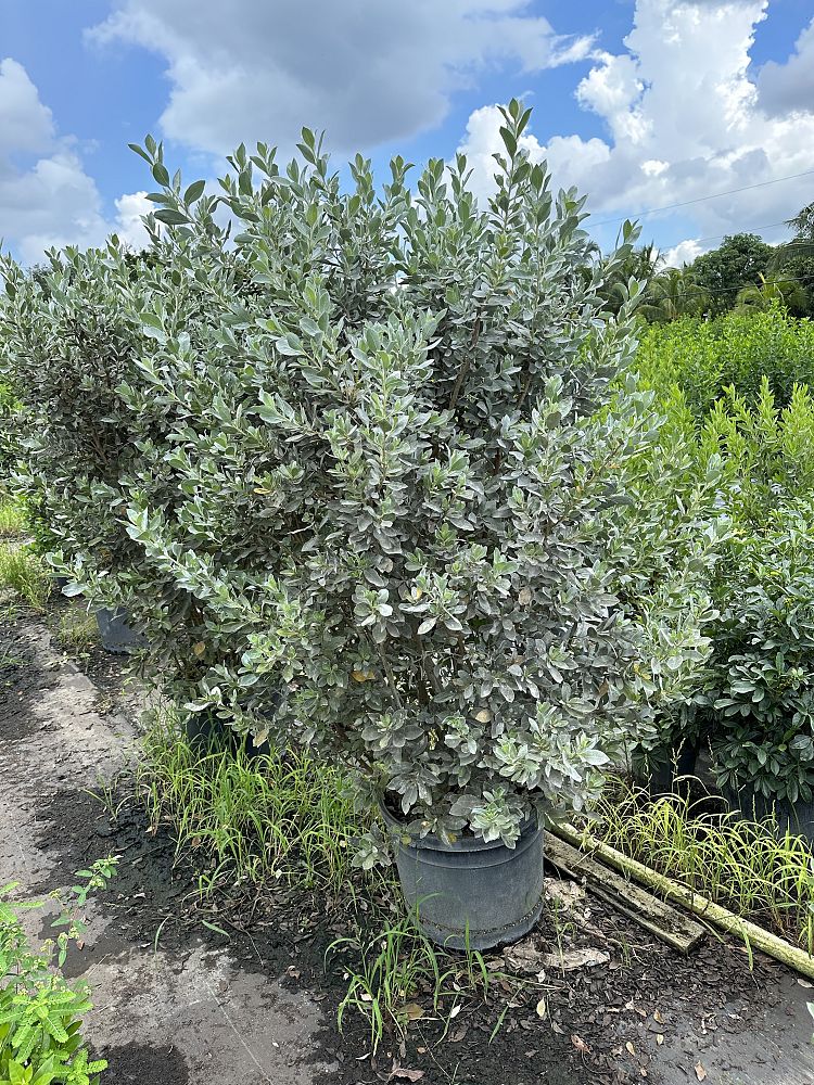 conocarpus-erectus-sericeus-silver-buttonwood