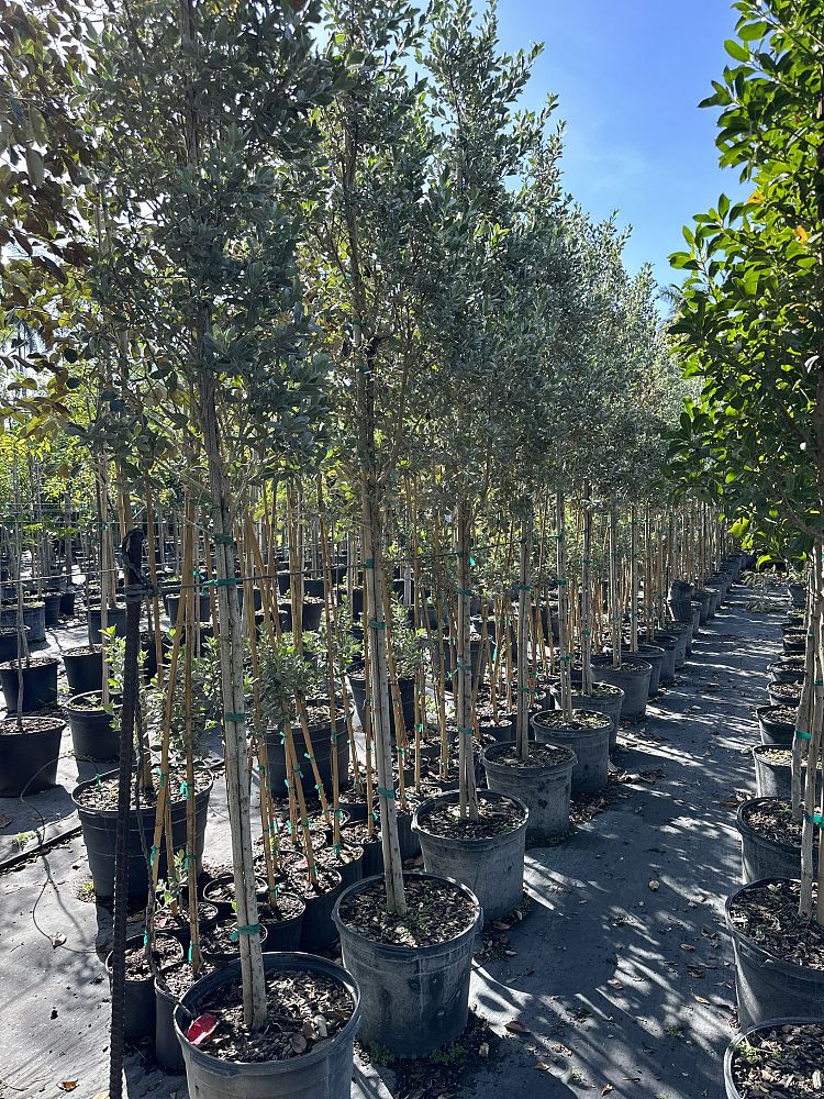 conocarpus-erectus-sericeus-silver-buttonwood