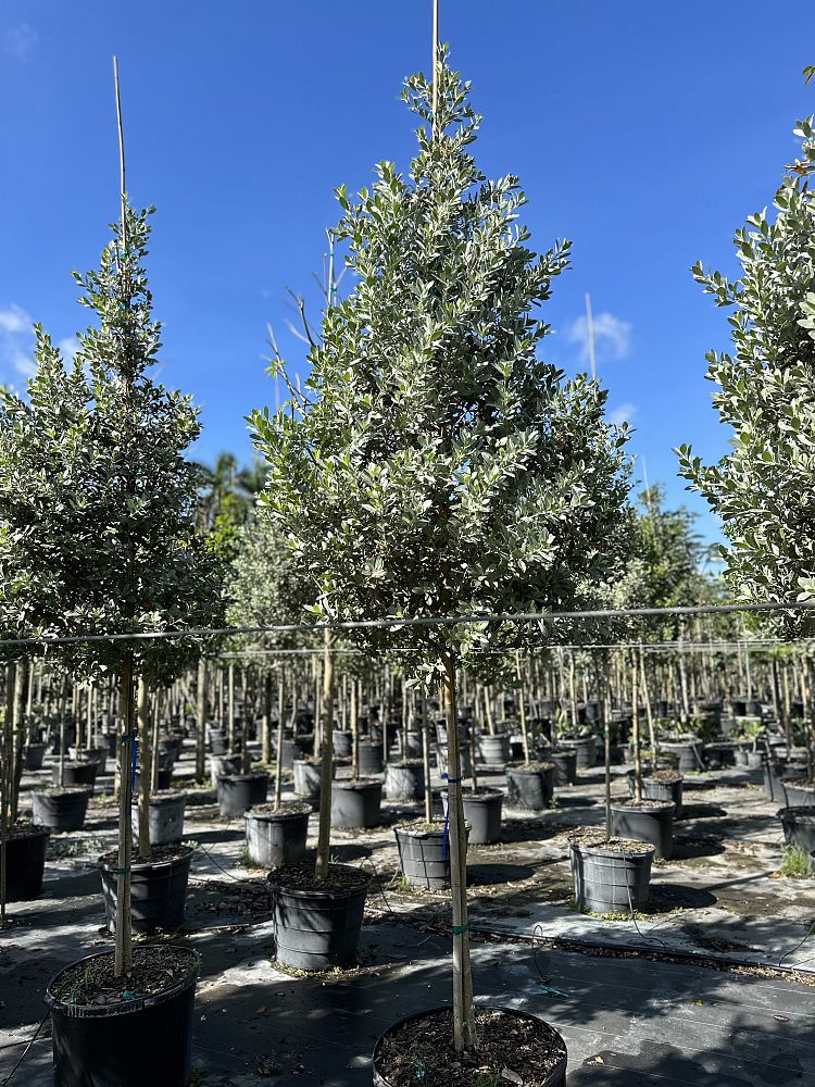 conocarpus-erectus-sericeus-silver-buttonwood