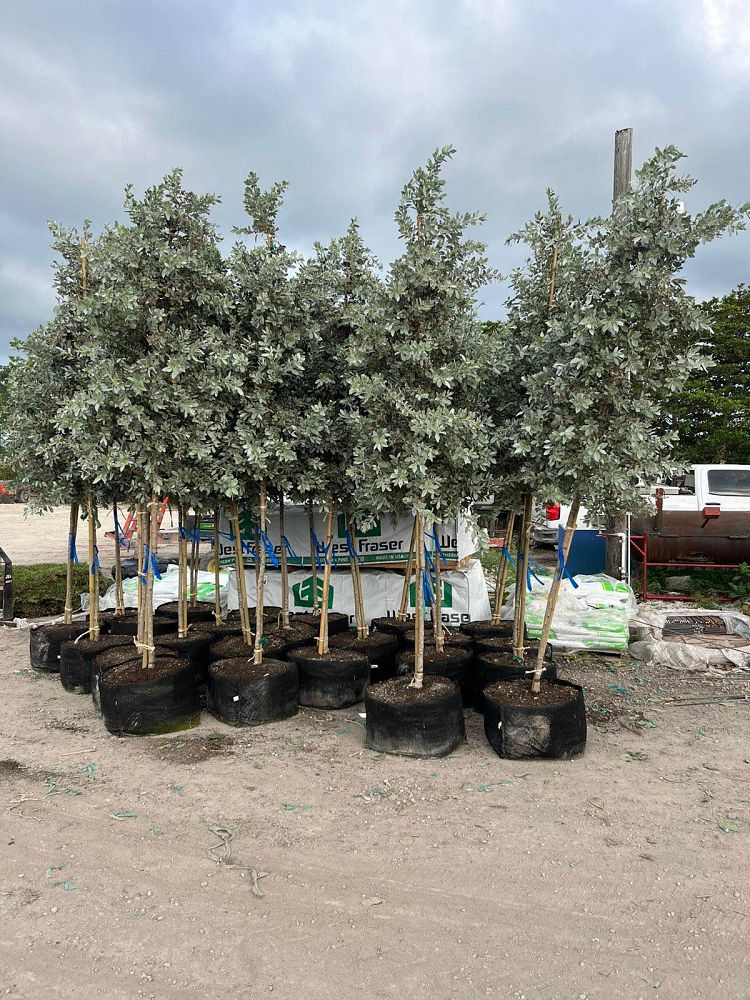 conocarpus-erectus-sericeus-silver-buttonwood