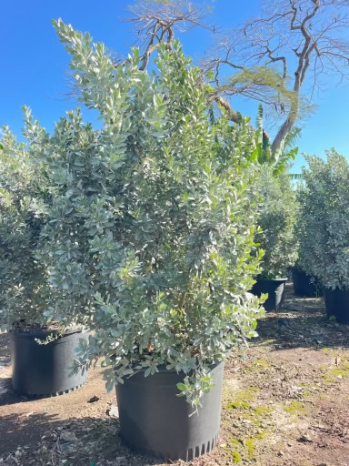 conocarpus-erectus-sericeus-silver-buttonwood