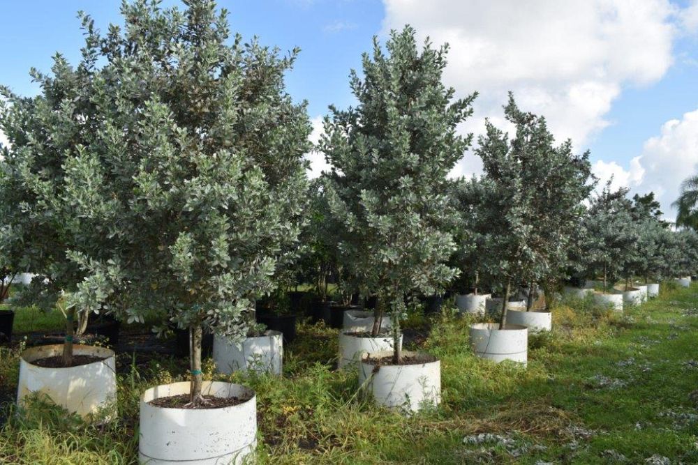conocarpus-erectus-sericeus-silver-buttonwood