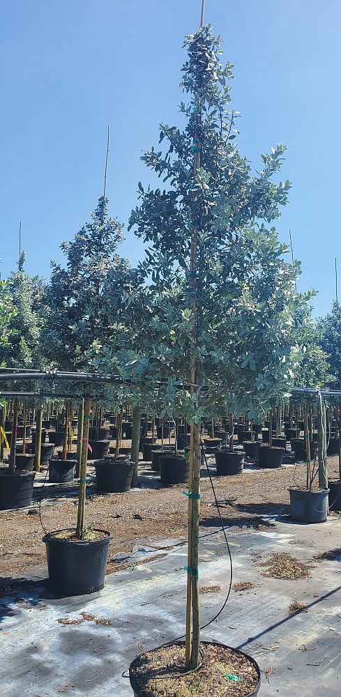 conocarpus-erectus-sericeus-silver-buttonwood