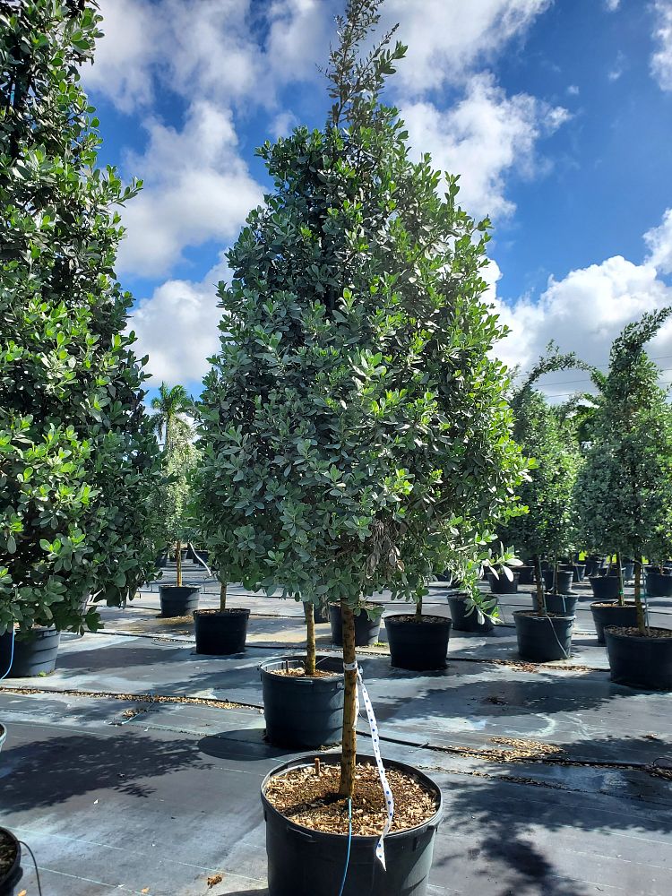 conocarpus-erectus-sericeus-silver-buttonwood