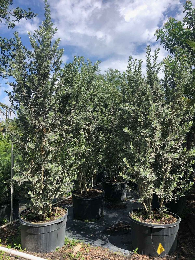 conocarpus-erectus-sericeus-silver-buttonwood