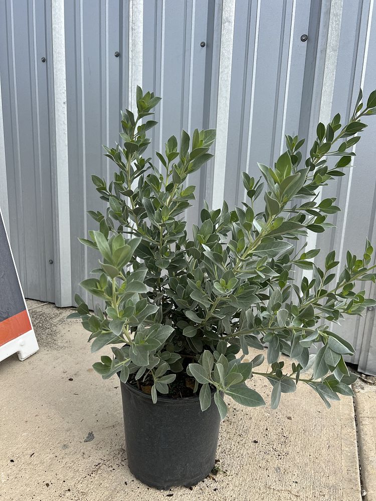 conocarpus-erectus-sericeus-silver-buttonwood