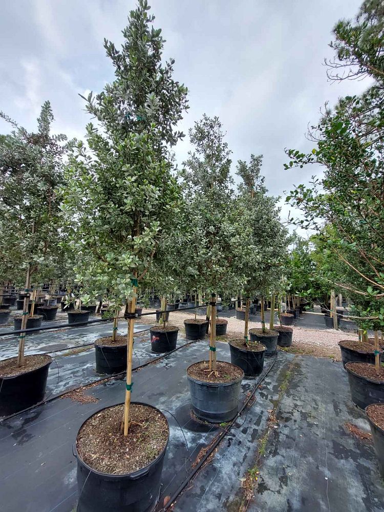 conocarpus-erectus-sericeus-silver-buttonwood