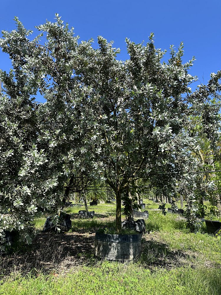 conocarpus-erectus-sericeus-silver-buttonwood