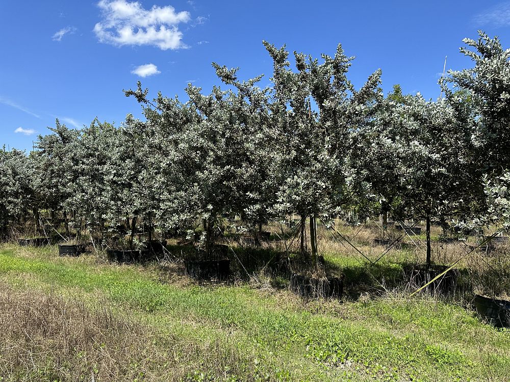 conocarpus-erectus-sericeus-silver-buttonwood