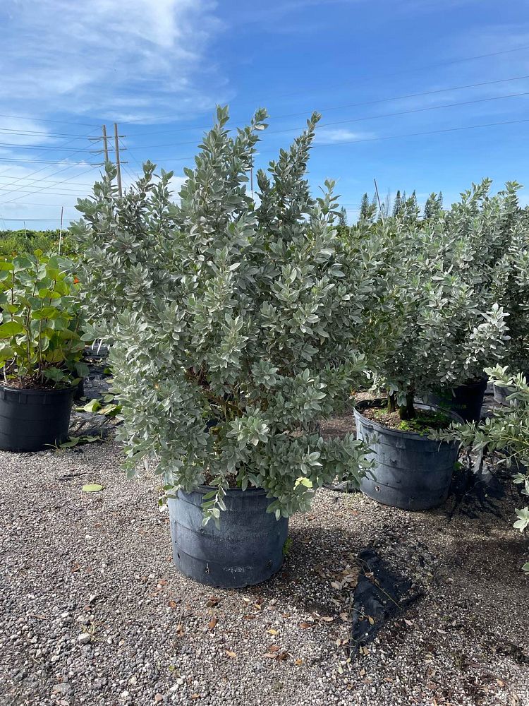 conocarpus-erectus-sericeus-silver-buttonwood