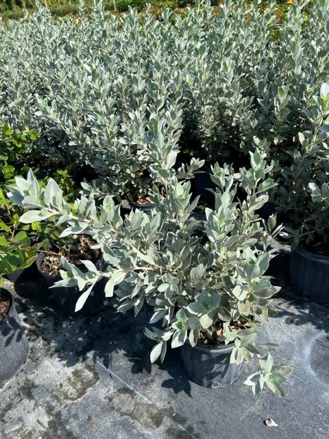 conocarpus-erectus-sericeus-silver-buttonwood