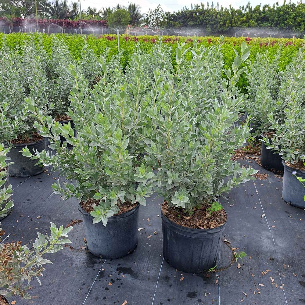 conocarpus-erectus-sericeus-silver-buttonwood
