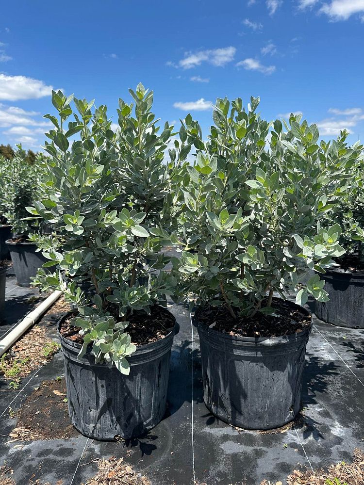 conocarpus-erectus-sericeus-silver-buttonwood