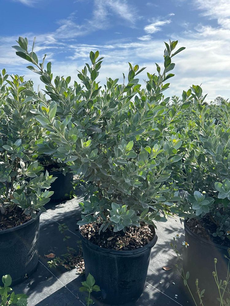 conocarpus-erectus-sericeus-silver-buttonwood