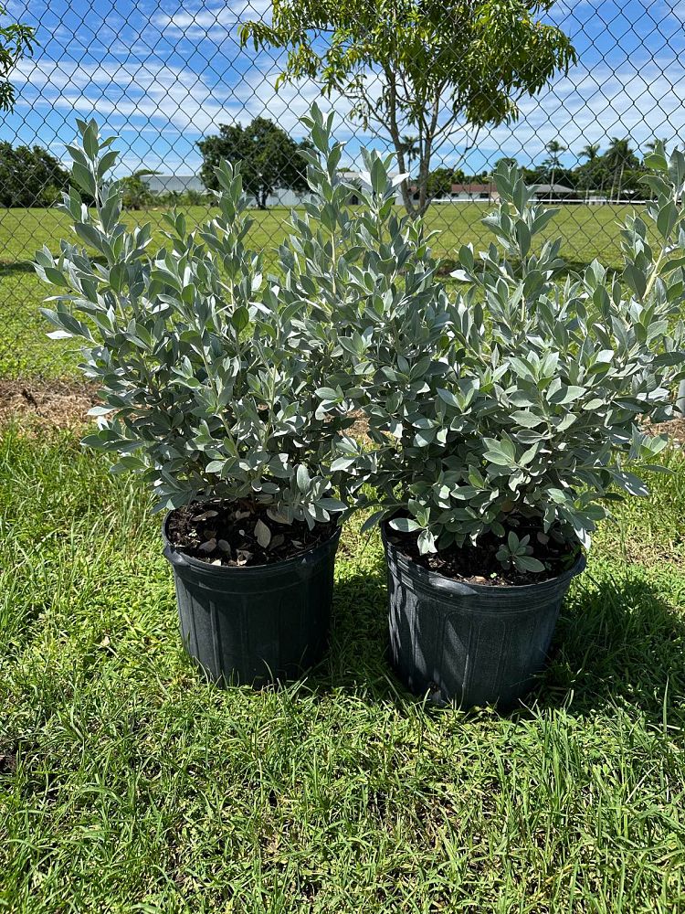 conocarpus-erectus-sericeus-silver-buttonwood