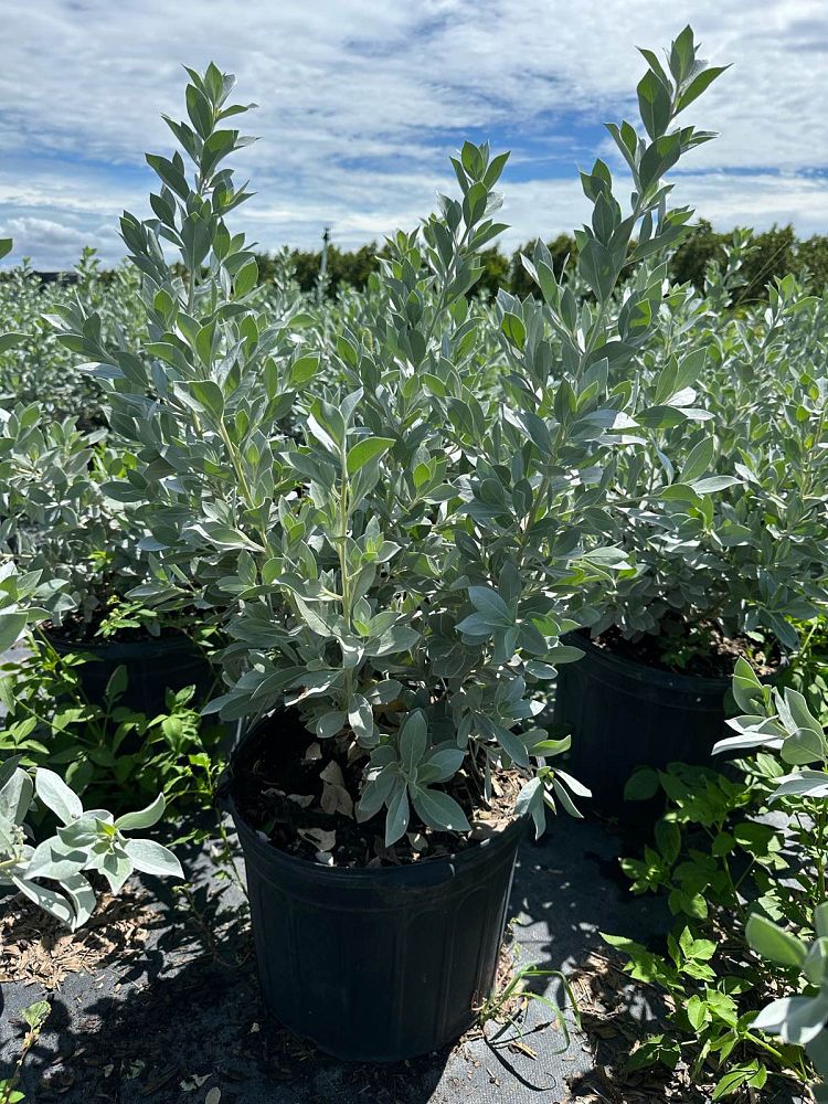 conocarpus-erectus-sericeus-silver-buttonwood