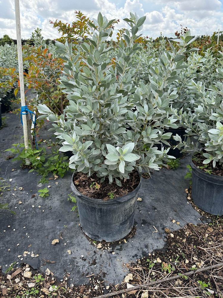 conocarpus-erectus-sericeus-silver-buttonwood
