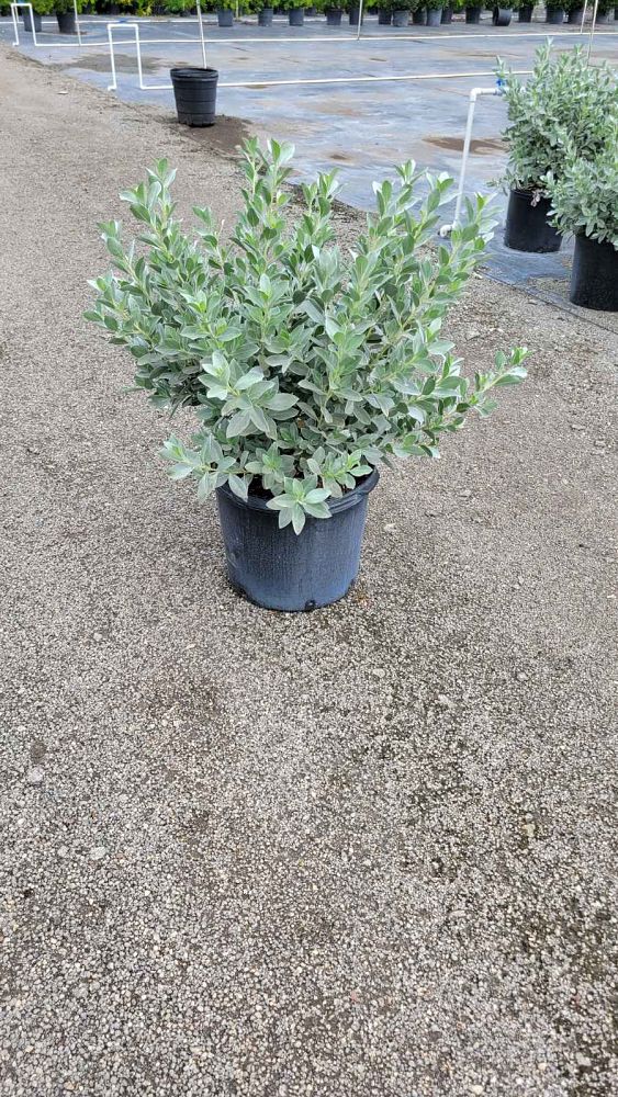 conocarpus-erectus-sericeus-silver-buttonwood