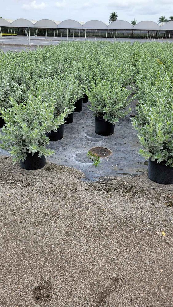 conocarpus-erectus-sericeus-silver-buttonwood
