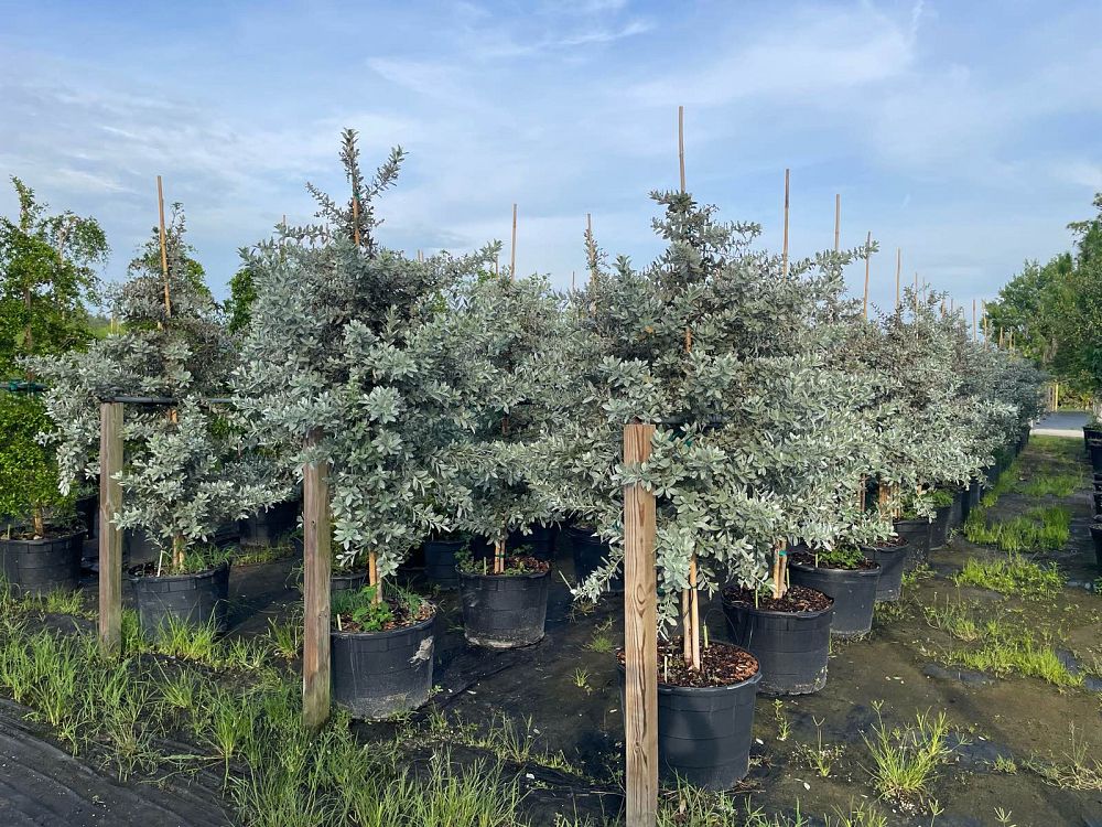 conocarpus-erectus-sericeus-silver-buttonwood