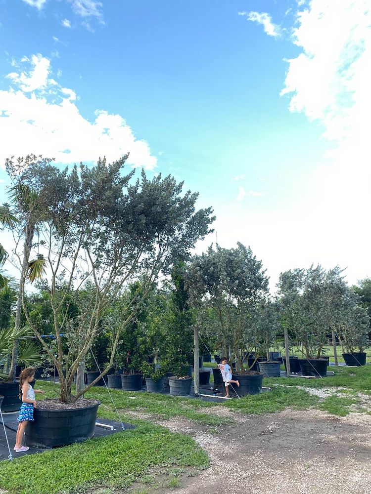 conocarpus-erectus-sericeus-silver-buttonwood