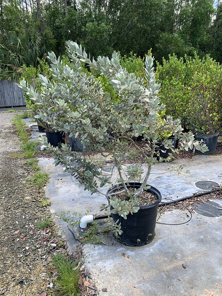 conocarpus-erectus-sericeus-silver-buttonwood