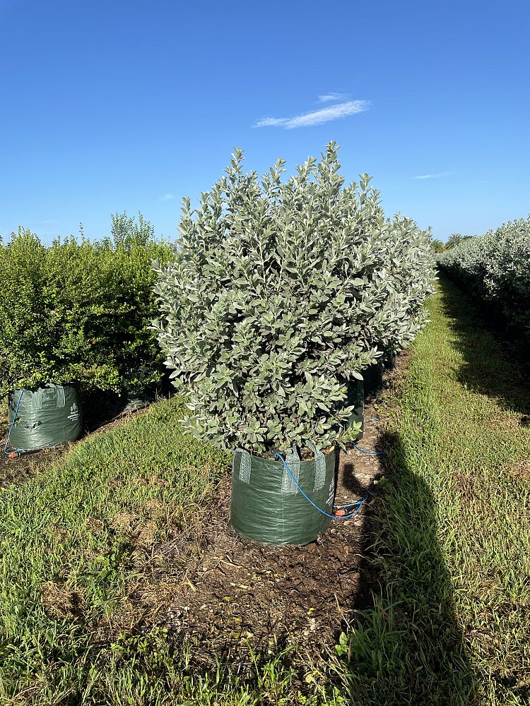 conocarpus-erectus-sericeus-silver-buttonwood