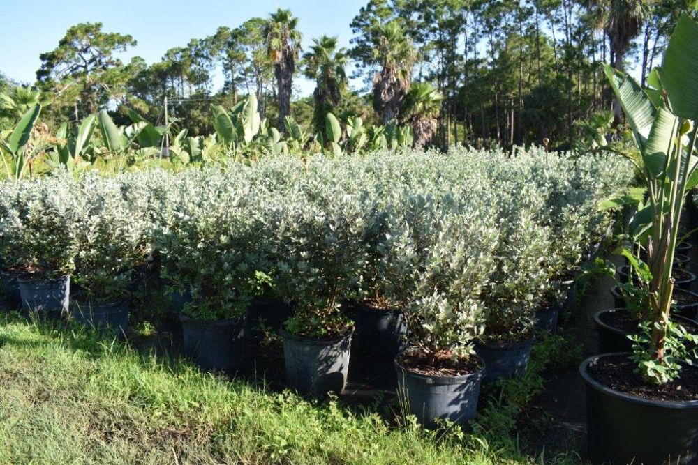 conocarpus-erectus-sericeus-silver-buttonwood