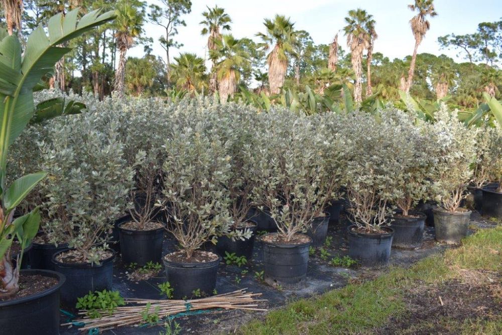 conocarpus-erectus-sericeus-silver-buttonwood