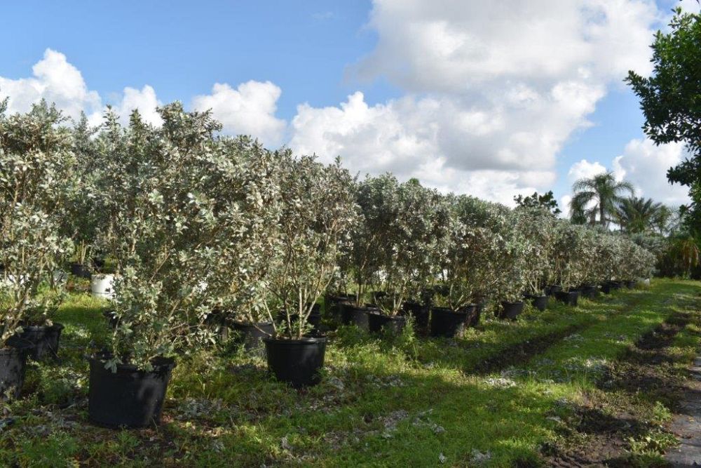 conocarpus-erectus-sericeus-silver-buttonwood