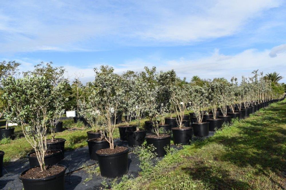 conocarpus-erectus-sericeus-silver-buttonwood