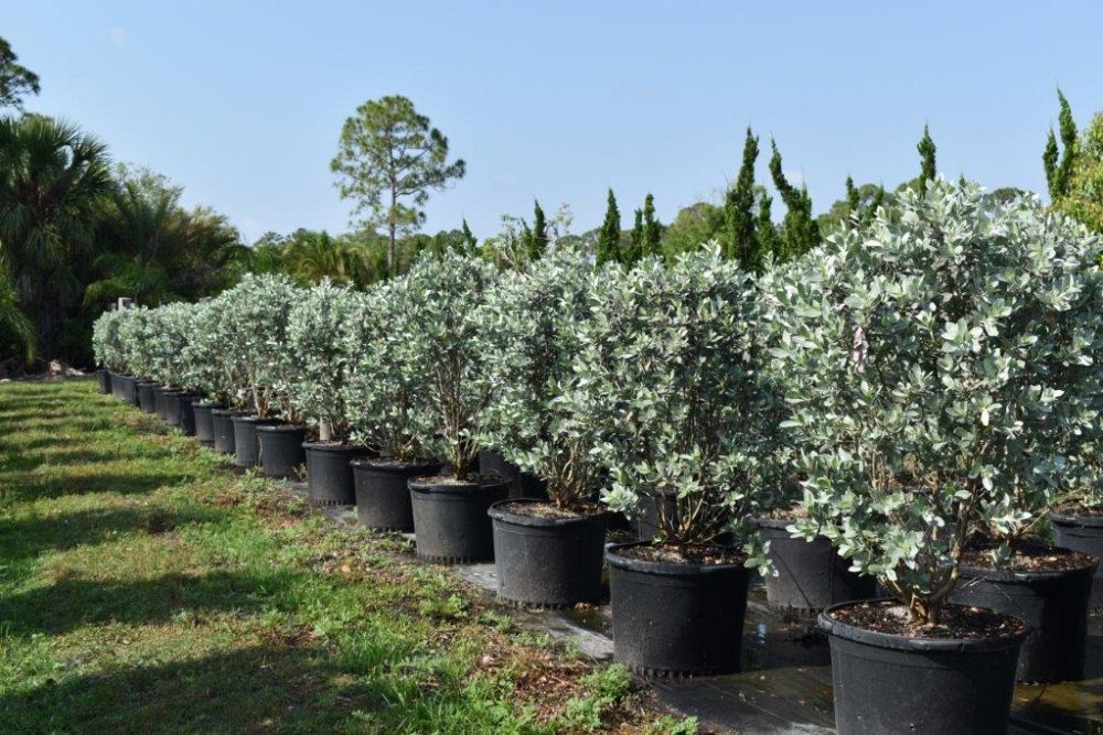 conocarpus-erectus-sericeus-silver-buttonwood