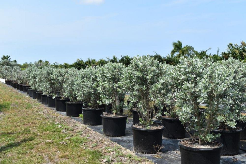 conocarpus-erectus-sericeus-silver-buttonwood