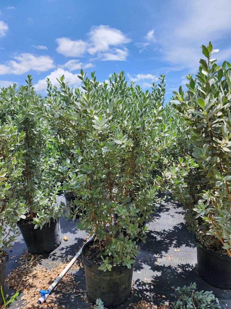 conocarpus-erectus-sericeus-silver-buttonwood