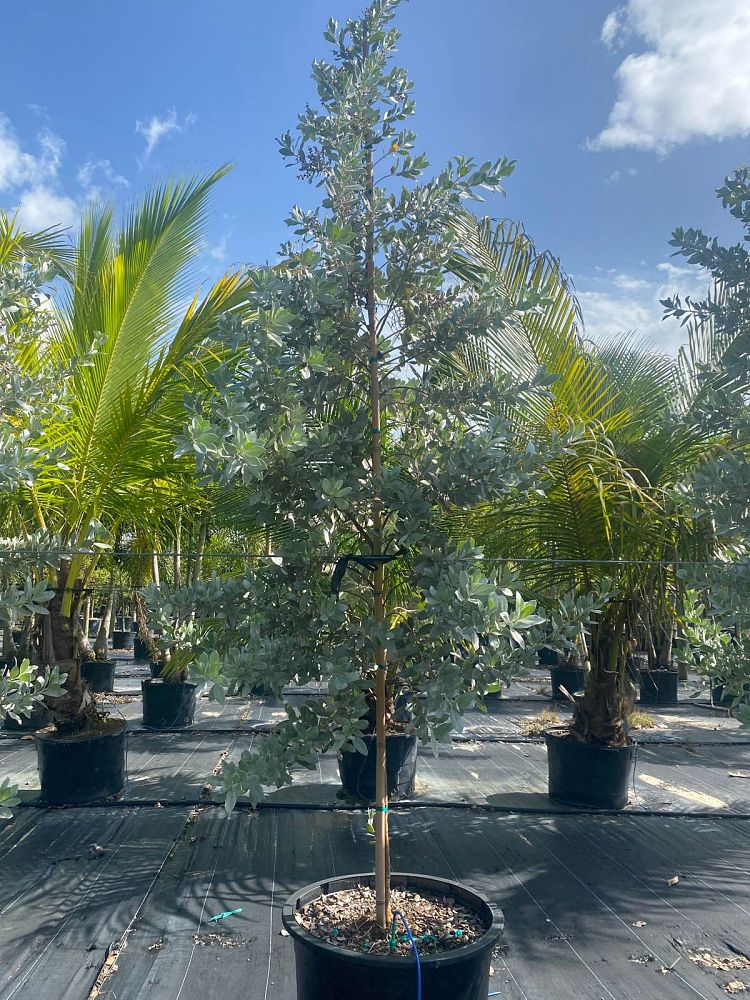 conocarpus-erectus-sericeus-silver-buttonwood